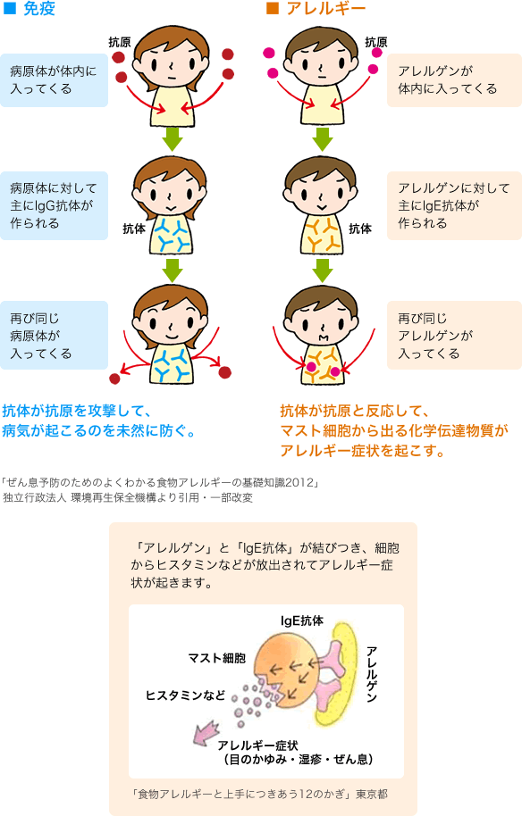 免疫とアレルギー説明図