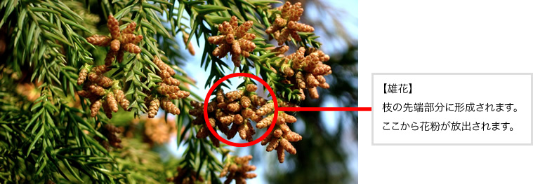 【雄花】枝の先端部分に形成されます。ここから花粉が放出されます。