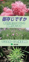 画像　ご存じですか不正大麻・けし撲滅運動リーフレット表紙