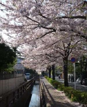 水路（洗足流れ）と桜並木のようす