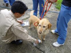 写真　保護した犬の放射線量を測定している様子