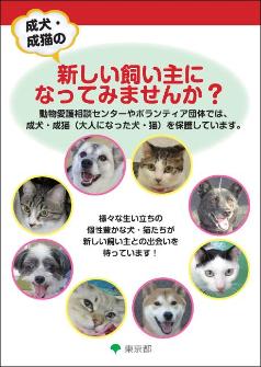 成犬・成猫の譲渡