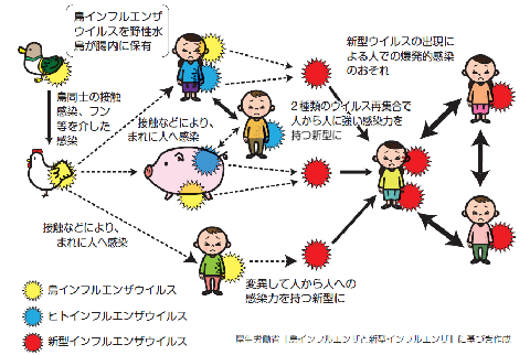 鳥インフルエンザと新型インフルエンザの関係を表した画像