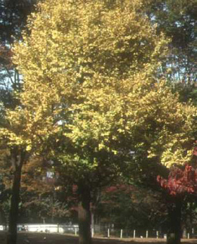 写真：イチョウ