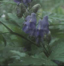 Aconite