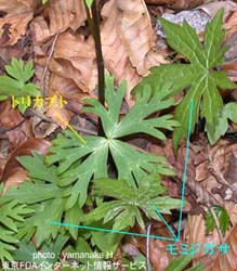 Aconite and Cacalia delphiniifolia grow together