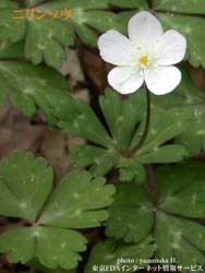 A case has been reported where soft windflower and aconite leaves
were ingested accidentally.
