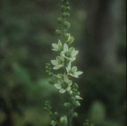 False hellebore