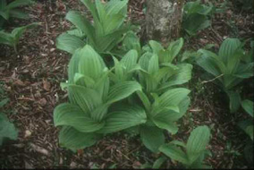 False hellebore fresh leaves (poisonous)