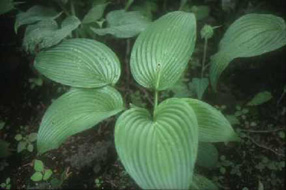 Hosta sieboldiana fresh leaves (edible)