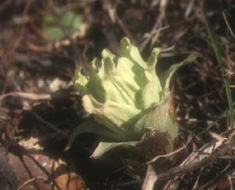 Japanese butterbur (edible)