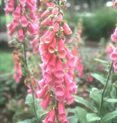 Foxglove (poisonous)