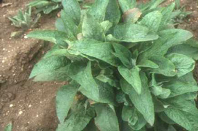 Foxglove leaves (poisonous)