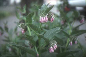 Comfrey (poisonous)