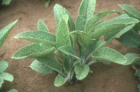 Comfrey leaves (poisonous)