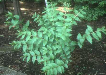 Coriaria japonica