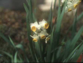 Narcissus