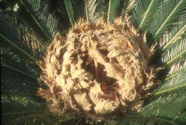 Cycas revoluta