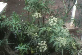 Water-hemlock flowers