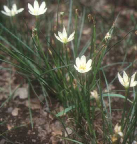 Zephyranthes candida