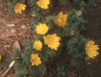 Adonis ramosa