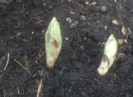 Adonis ramosa sprouts (poisonous)