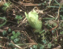 Butterbur scape (edible)