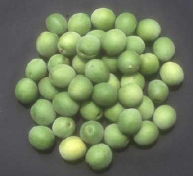 Green plum