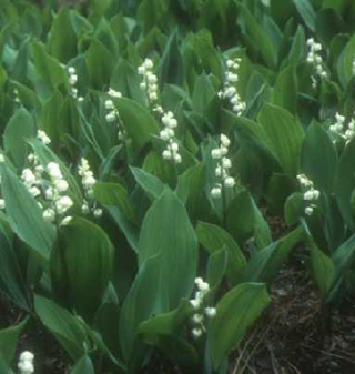 Convallaria majalis