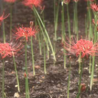 Lycoris radiata