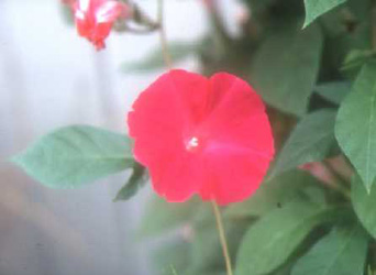 Ipomoea