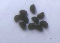 Ipomoea seeds