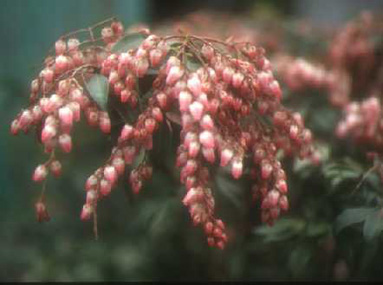 Pieris japonica