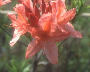 Rhododendron japonicum