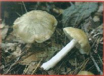 Entoloma rhodopolium (poisonous)