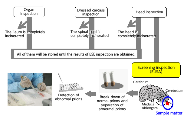 BSE screening inspections (Flow)