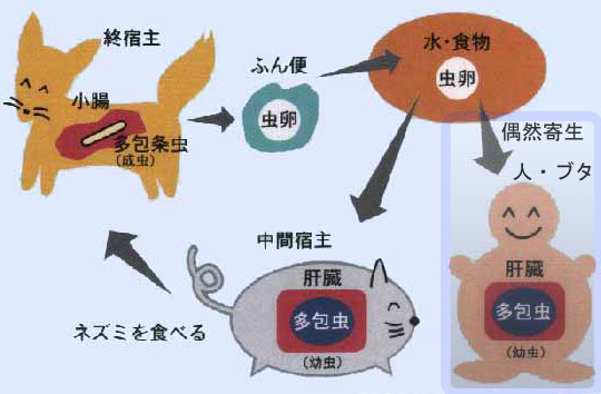 図：多包条虫の主な生活環