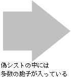 偽シストの中には多数の胞子が入っている