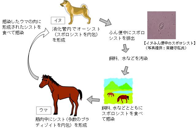 ウマの住肉胞子虫の生活環