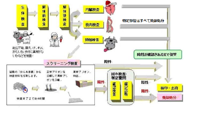 頭から延髄を検体として採取し、スクリーニング検査を行います。陰性の結果が出るまで枝肉などは保管されます。スクリーニング検査結果が陽性になった場合は国の検査機関で確認検査を実施し、この結果も陽性になった場合は枝肉など全ての部分を焼却します。