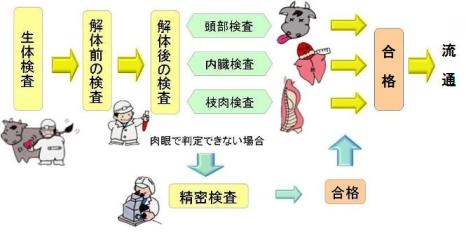 検査は生体検査、解体前検査、頭検査、内臓検査、枝肉検査と進みます。