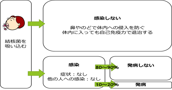 結核菌を吸い込んだ後のフロー図