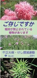 ご存じですか　不正大麻・けし撲滅運動