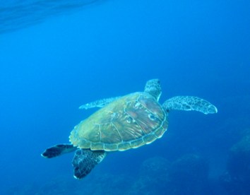 三宅島大久保浜のウミガメ