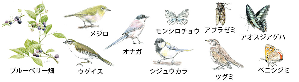 ウォーキング中に出会える生き物や植物たち