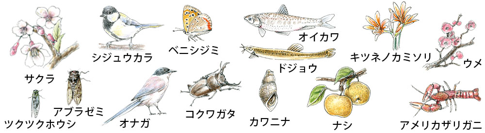 ウォーキング中に出会える生き物や植物たち