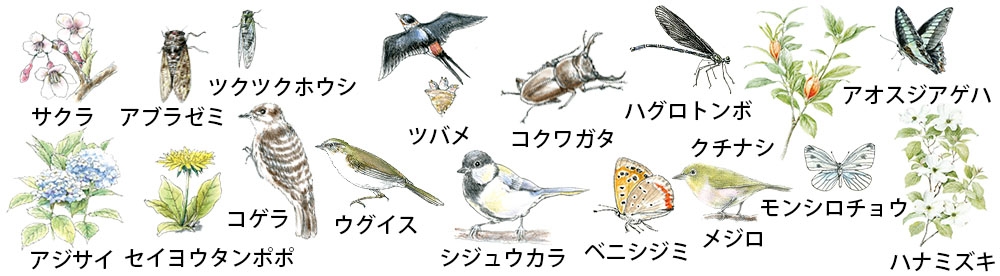 ウォーキング中に出会える生き物や植物たち