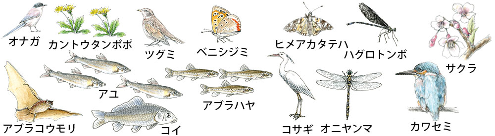 ウォーキング中に出会える生き物や植物たち